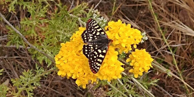 butterfly-on-yellow-flower-stress-relief-image